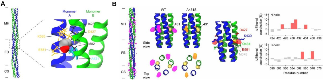 Alcohols are directly sensed by the cytoplasmic signaling domain of McpB. (A) McpB cytoplasmic residues that interact with alcohols. (B) MD simulations of WT vs. A431S reveal reduced ethanol occupancy at the binding residues.