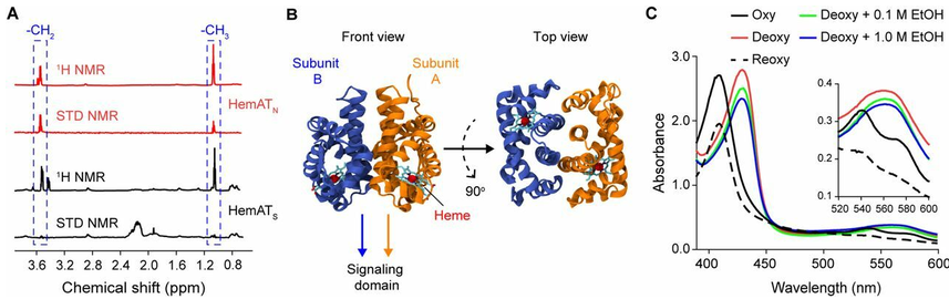 Ethanol directly binds within the helices of the HemAT sensing domain confirmed with NMR and UV spectroscopy.