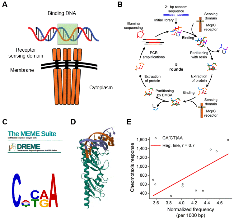 (A) Model for DNA-sensing. (B) SELEX-seq enriched for receptor-binding DNA sequences. (C) Motif discovery analysis identified DNA motifs. (D) Animation of docked receptor sensing domain with its cognate DNA ligand. (E) Chemotaxis response to DNA correlates with motif abundance in tested bacterial genomes.