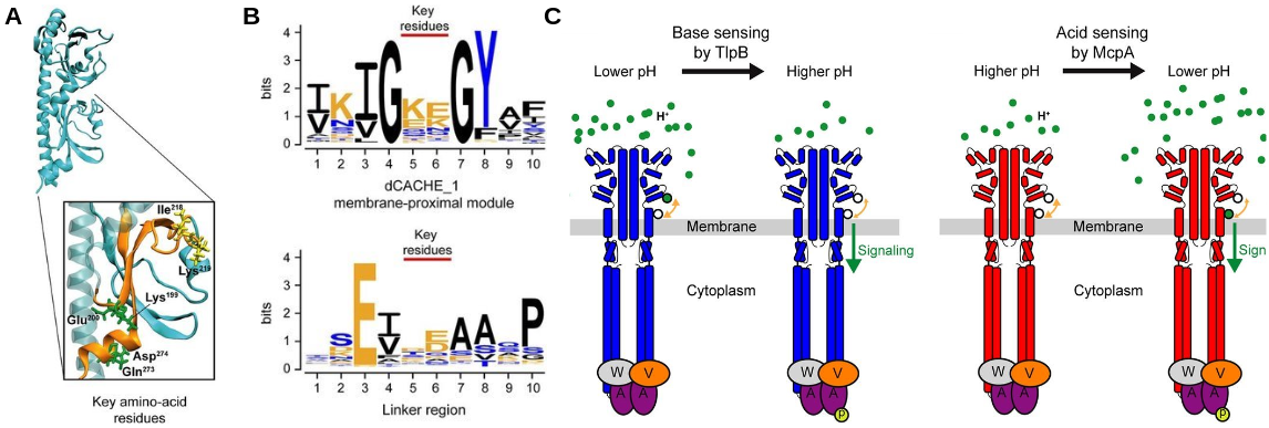 (A) Key residues involved in sensing environmental pH. (B) Conservation of pH-sensing amino acid residues in dCACHE_1 domains across bacteria. (C) Model for pH sensing mechanism in B. subtilis.