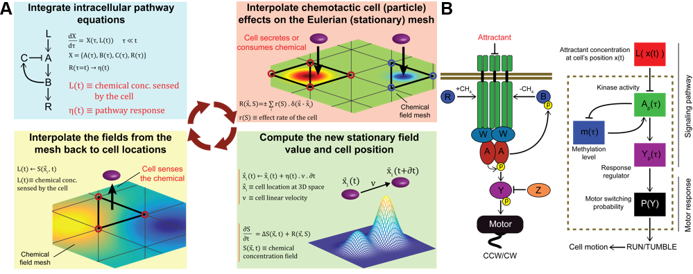 (A) Hybrid-continuum Particle-in-Cell algorithm. (B) Schematic of E. coli's chemotaxis signal transduction pathway.
