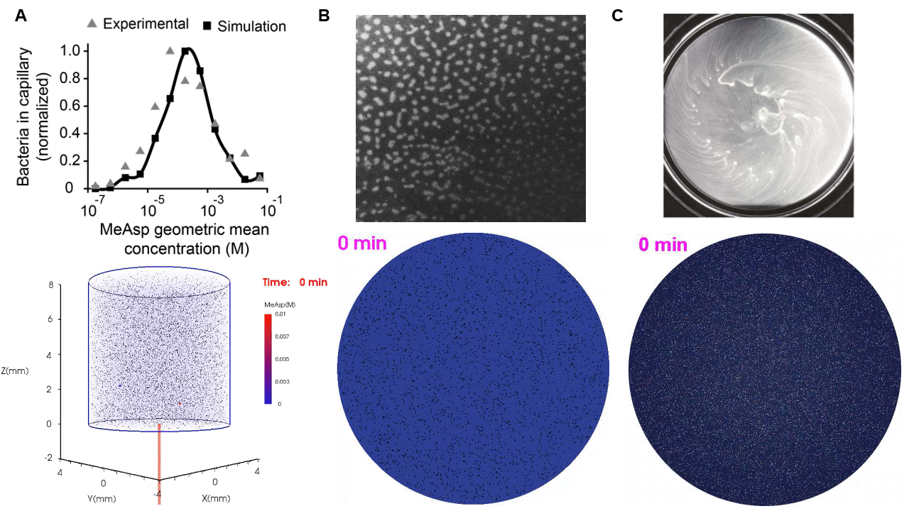 Simulation results are in good agreement with experimental data: (A) 3D simulation of individual E. coli cells swimming up attractant gradient into the capillary tube. (B) Discrete aggregates formed by Salmonella enterica in liquid media. (C) Spiral patterns formed by Proteus mirabilis in soft-agar media.